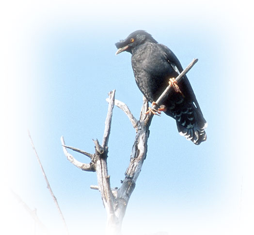 Crested Myna