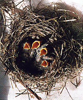 Spotted Towhee Nest