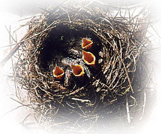 Birds in Nest