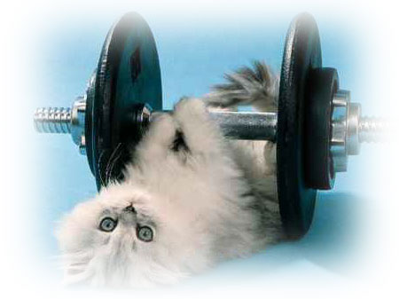 <img:http://www.gibsonswildliferehabcentre.org/images/cat-exercise.jpg>