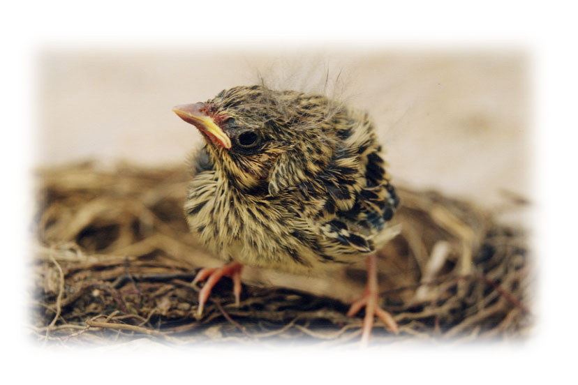 Fledgling