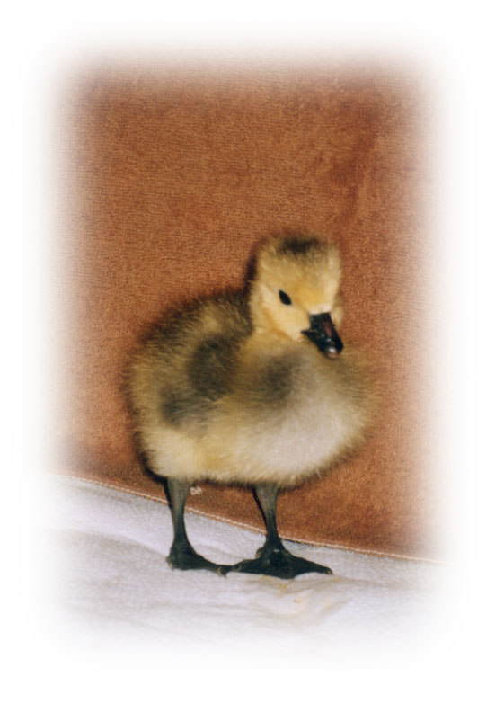 Gosling