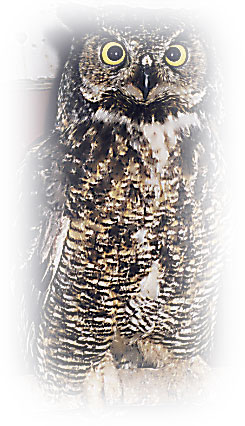 Great Horned Owl