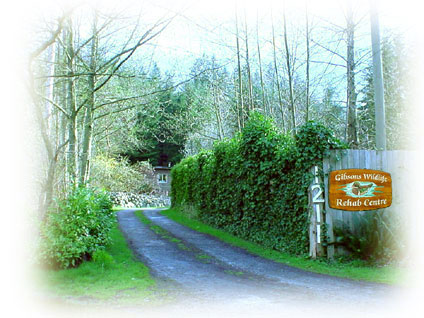 Gibsons Wildlife Rehabilitation Centre