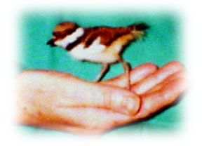 Nestling Killdeer