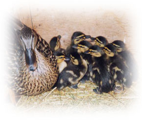 Mallard & ducklings