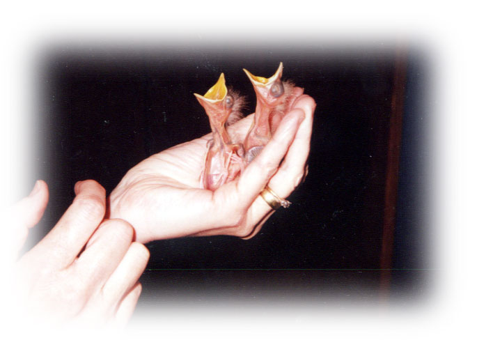 Nekkid Birdies