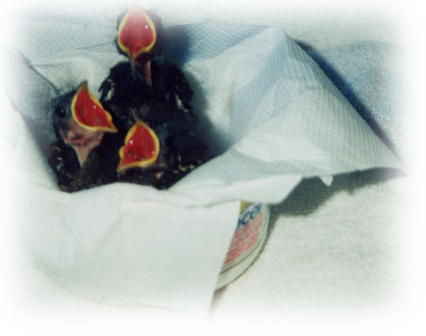 Nestlings
