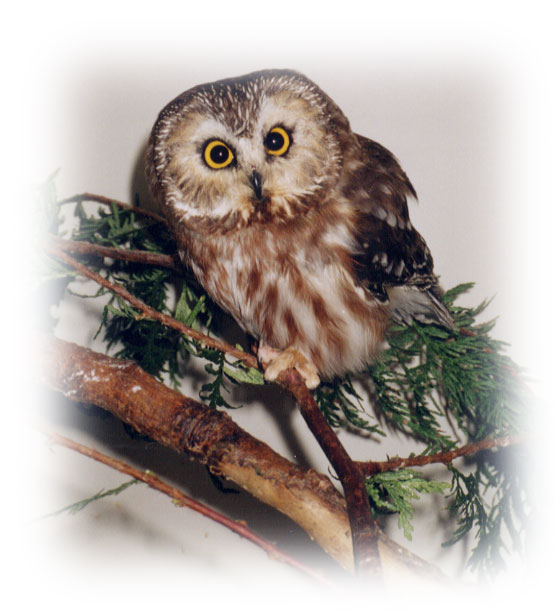 Owl 1