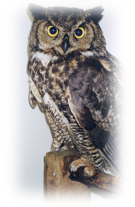 Owl 2