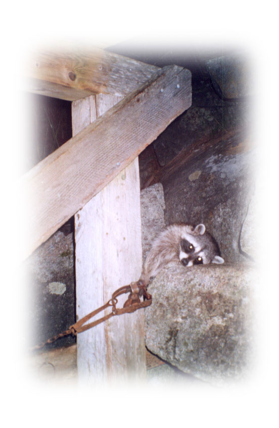 Leg-hold trapped raccoon
