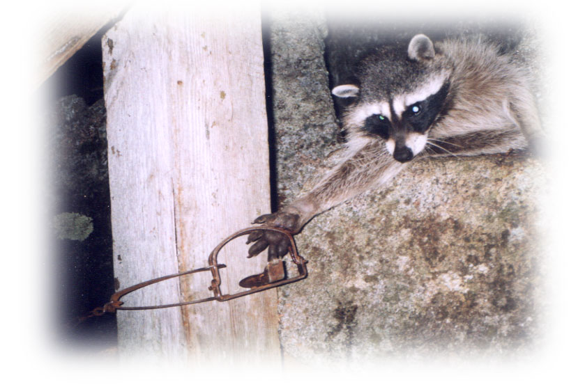Leg hold trapped raccoon