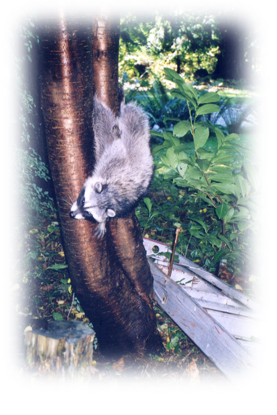 Tree trapped raccoon