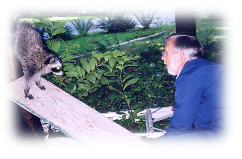 Tree trapped raccoon