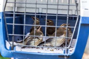 5-cedar-waxwings-awaiting-release