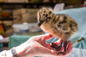 Baby Gull in Care