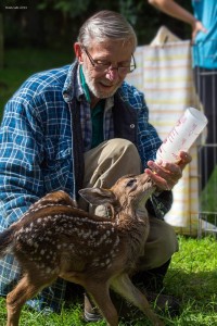 clint-feeds-fawn