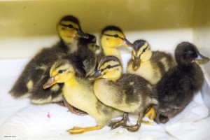 ducklings