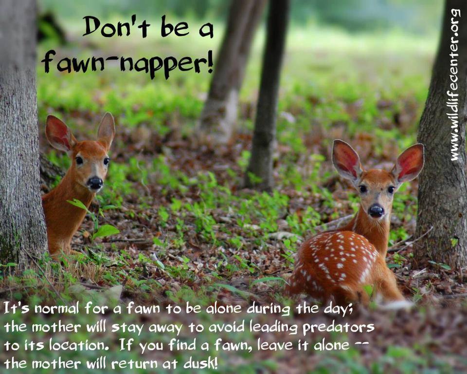 fawn-napper
