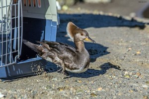 female-hooded-merganser-moment-of-release