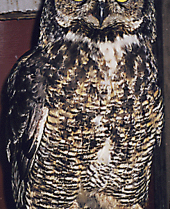 Great Horned Owl from Sechelt