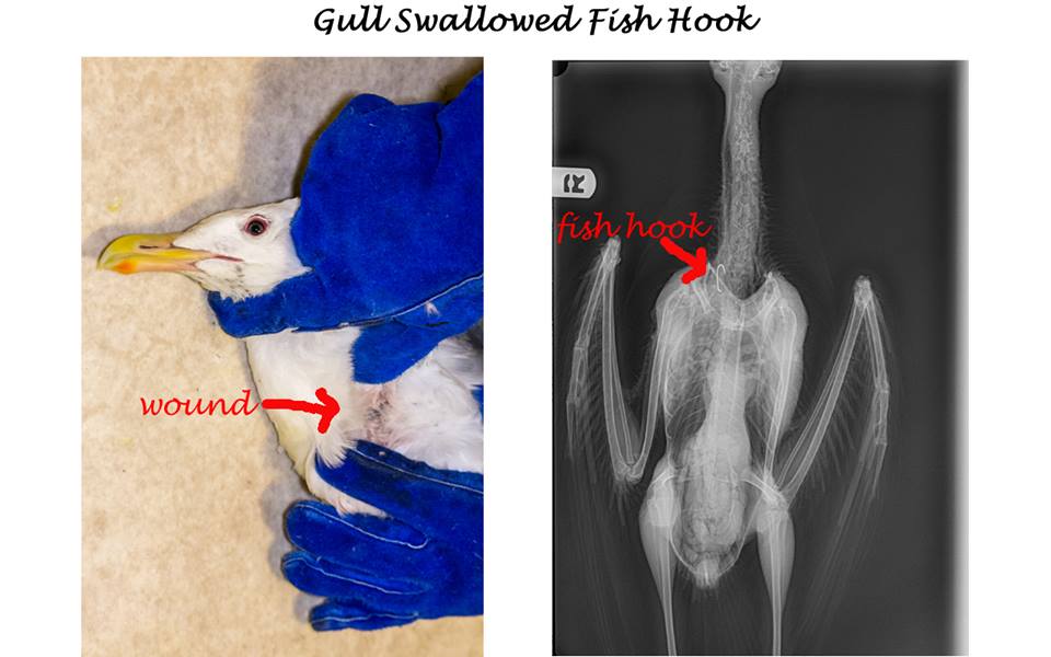 Gull which Swallowed a Fish Hook, Treated at Gibsons Wildlife Rehabilitation Centre