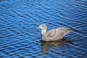 juvenile-gulls-released-2015