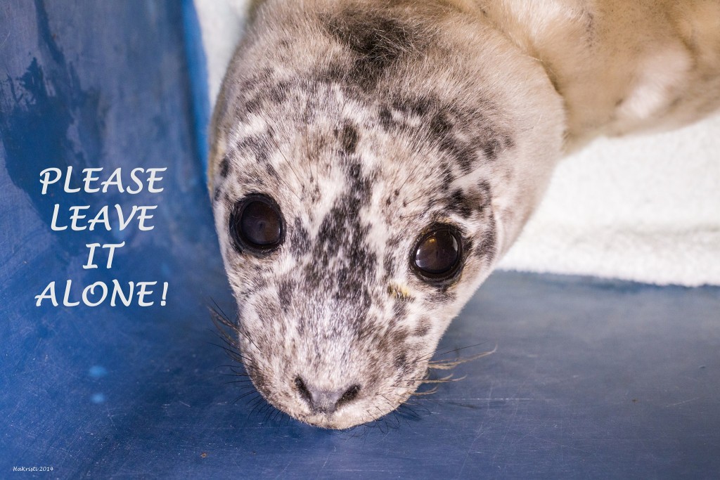 leave-seal-pups-alone