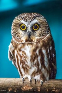 Norther Saw Whet Owl Recovers from Broken Wing