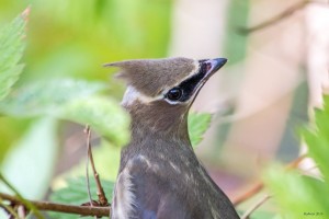 one-of-x-cedar-waxwings-released-2015