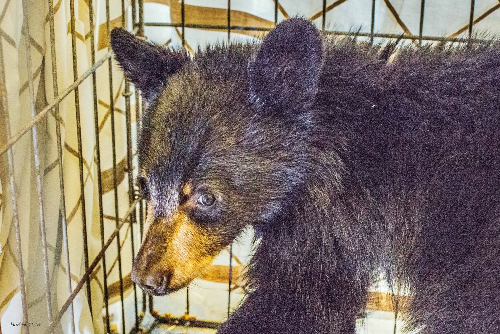 orphaned-bear-cub-2015