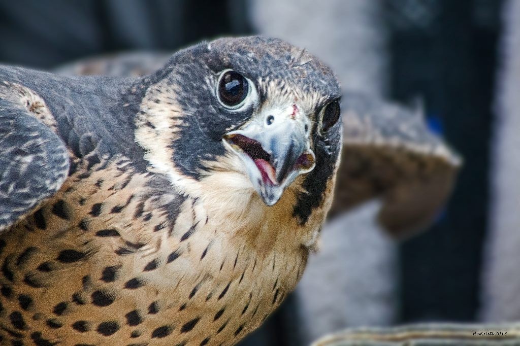 peregrine-falcon