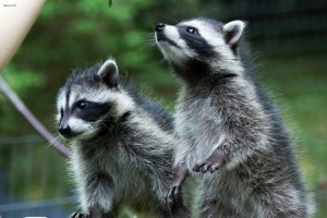 raccoon-kits-2