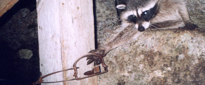 Raccoon Caught in Leg-Hold Trap