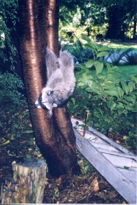 trapped-raccoon-tree