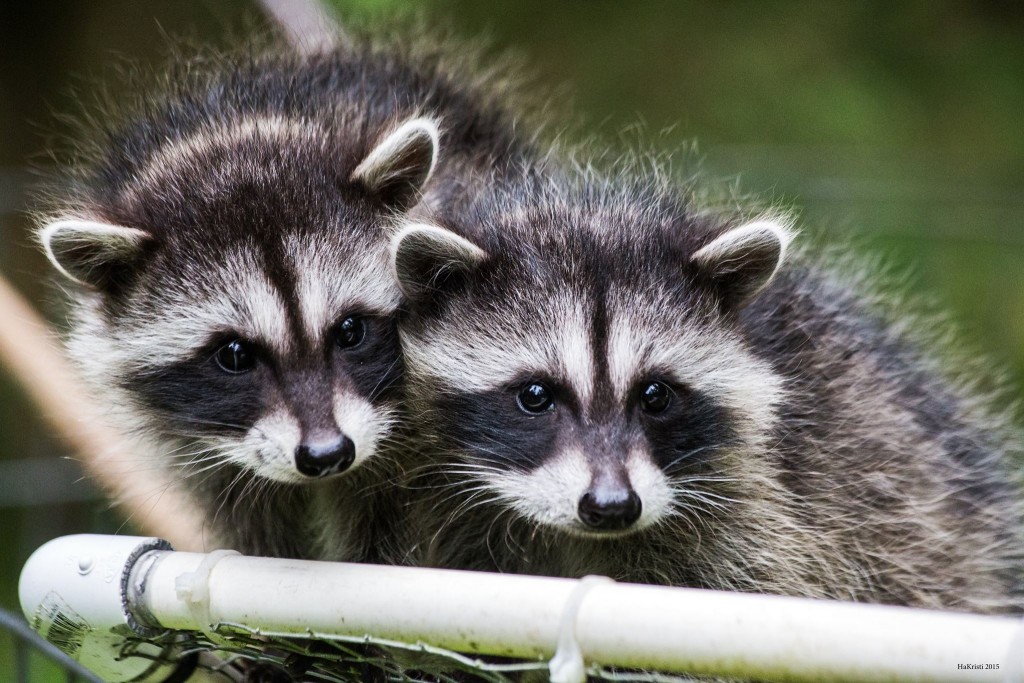 young-raccoons