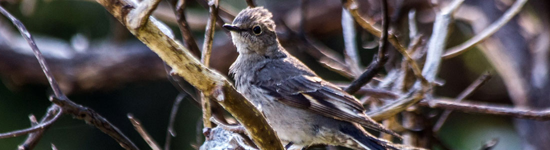 Gibsons Wildlife Rehabilitation Centre