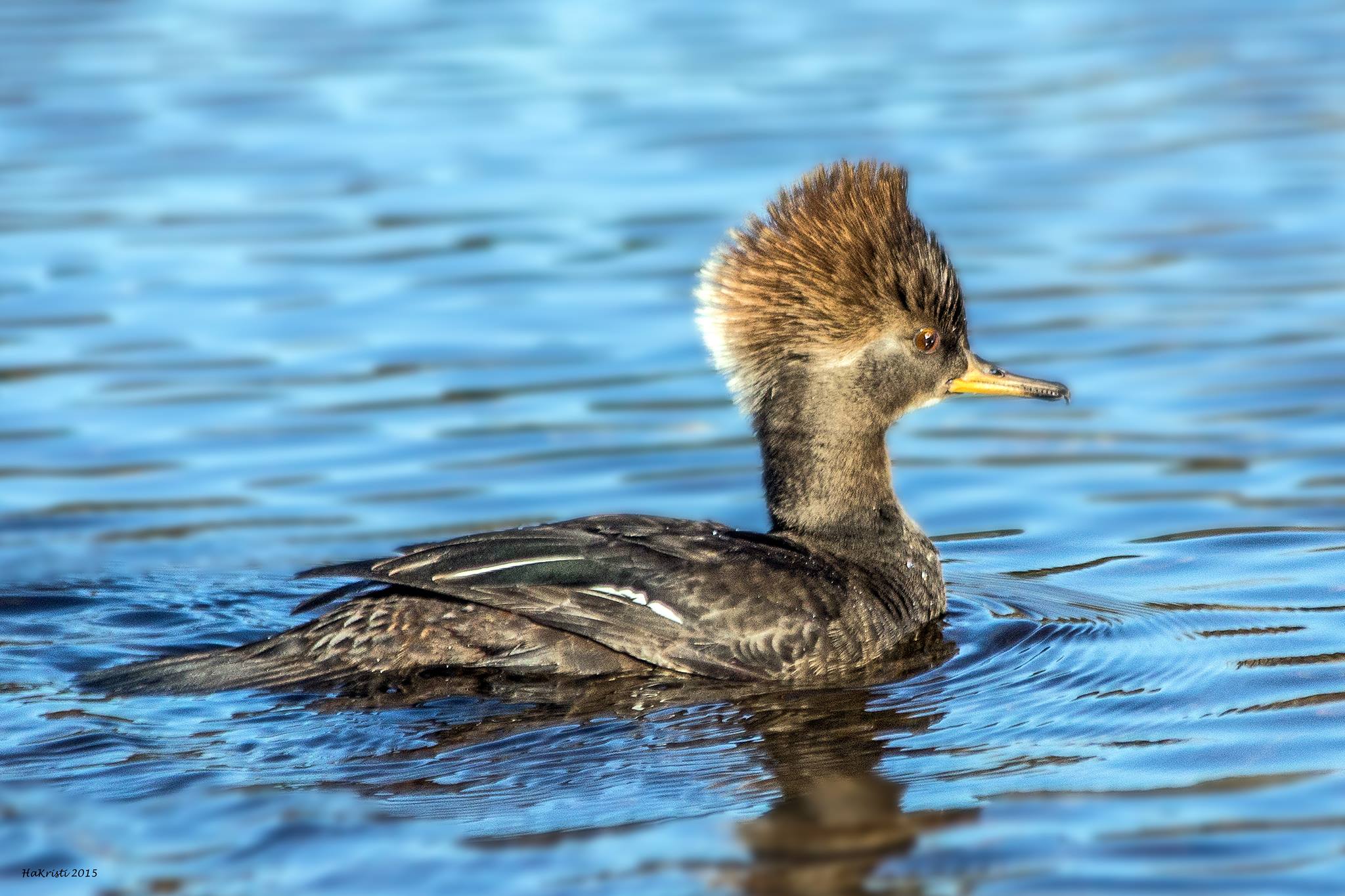 Female Hooded Merganser Just after Release