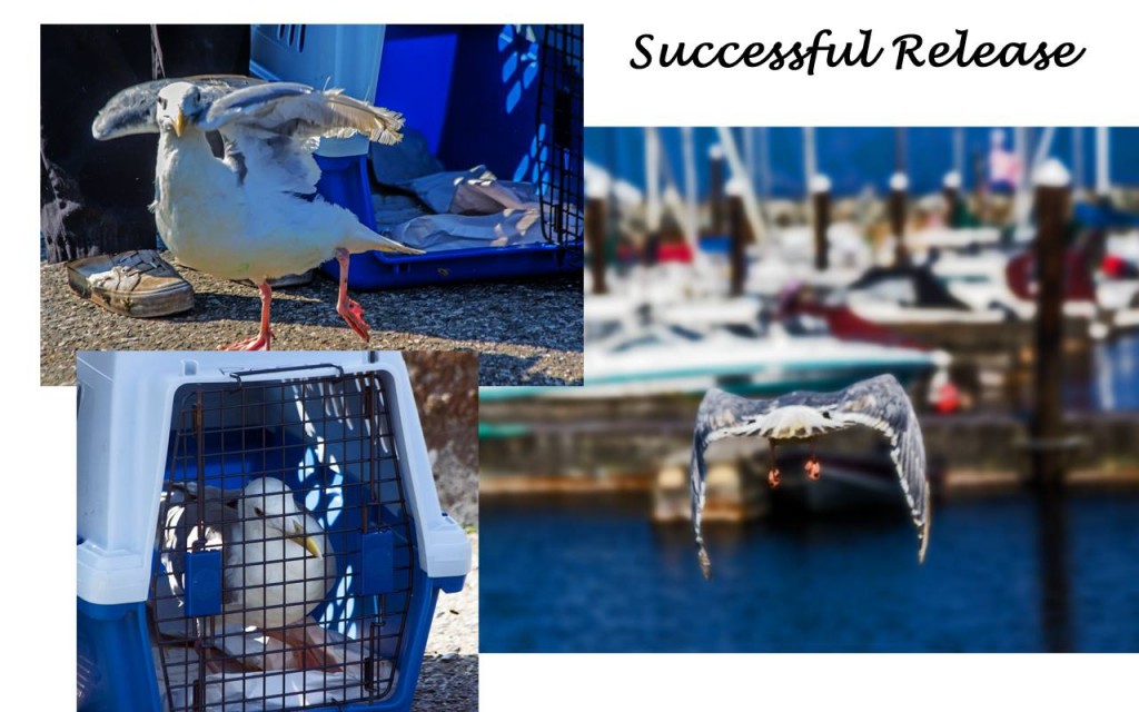 Rehabilitated Gull Released Back into the Wild