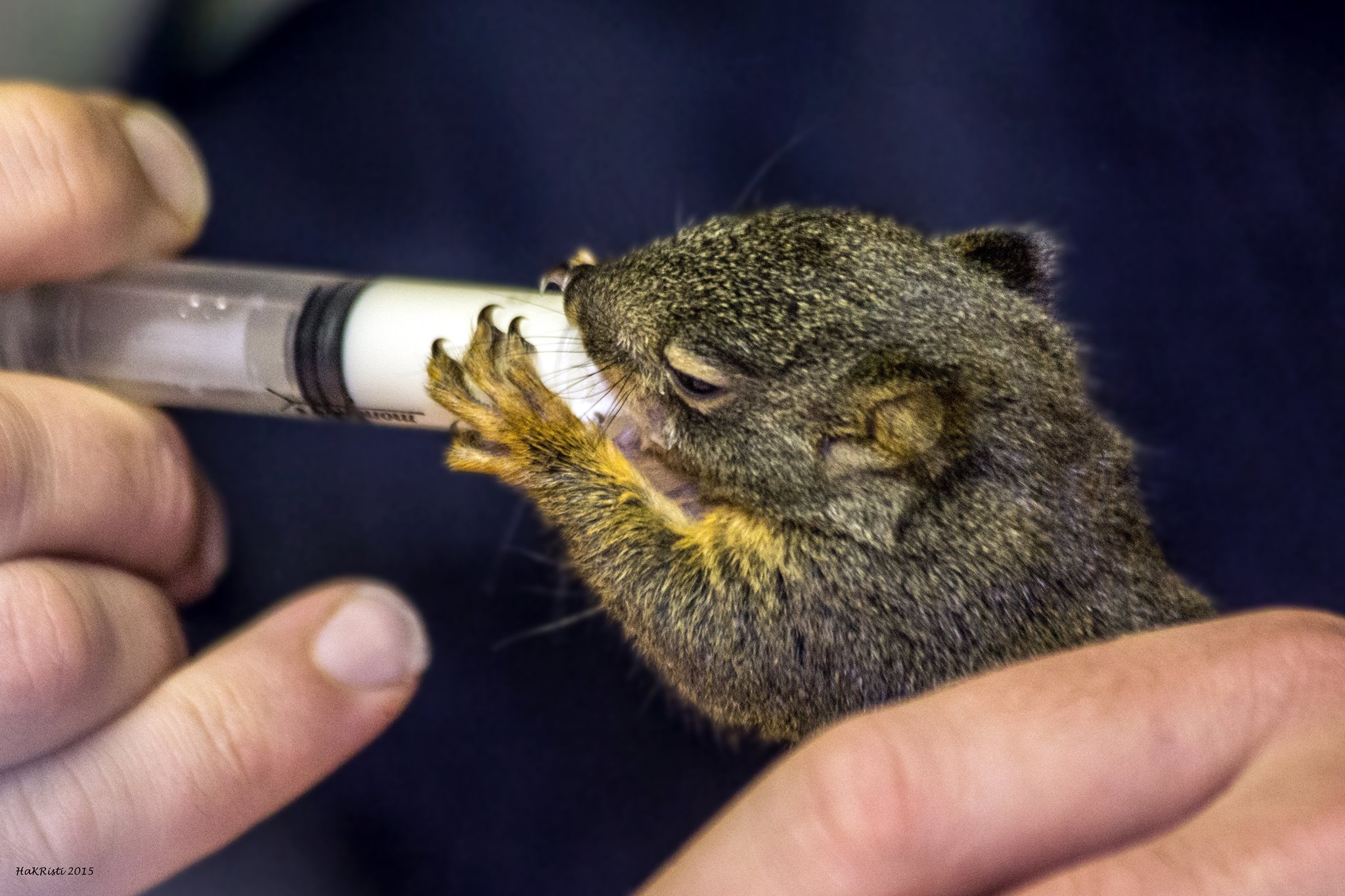 Orphaned Squirrel in Care