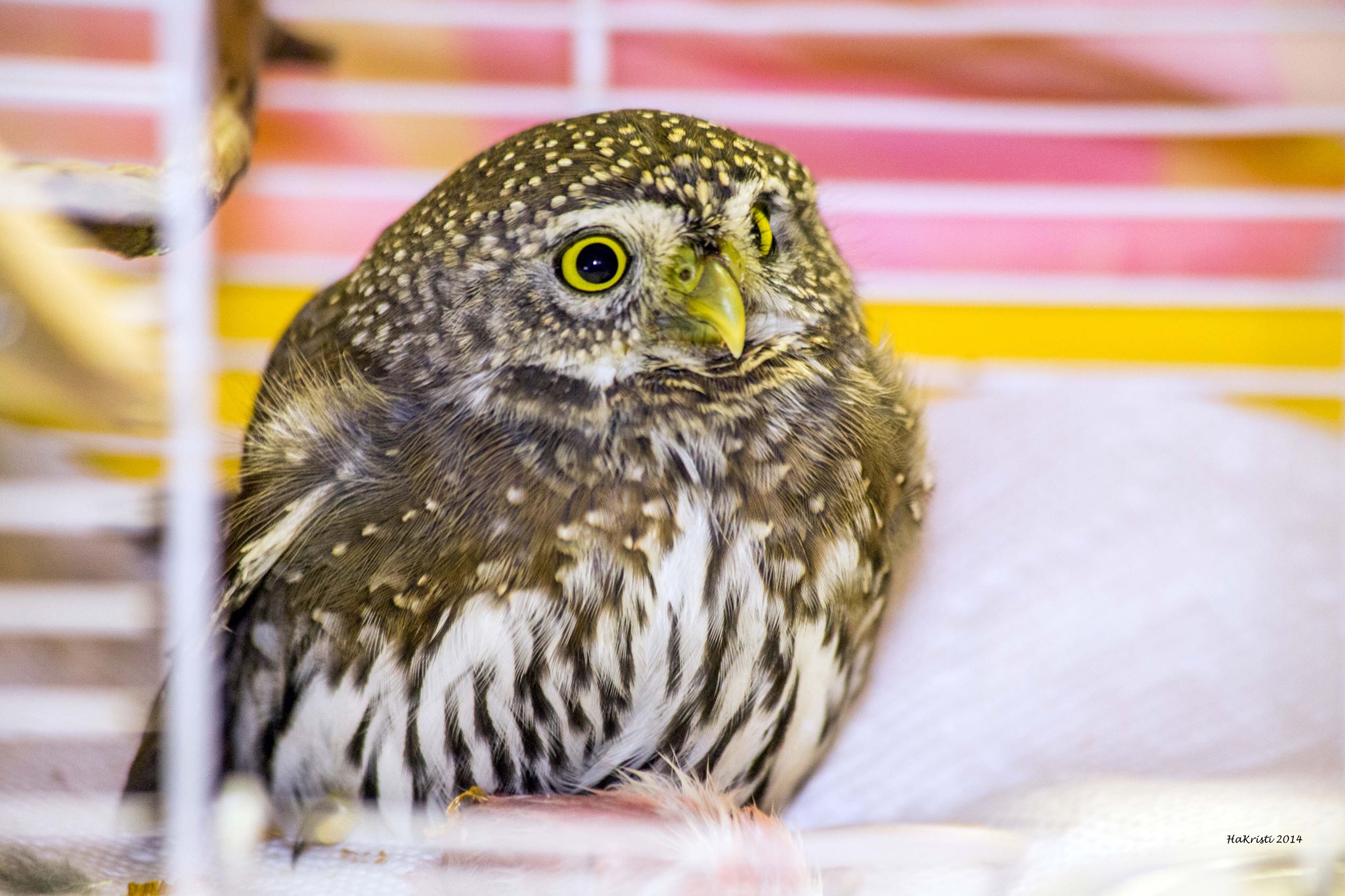 Pygmy Owl in Care