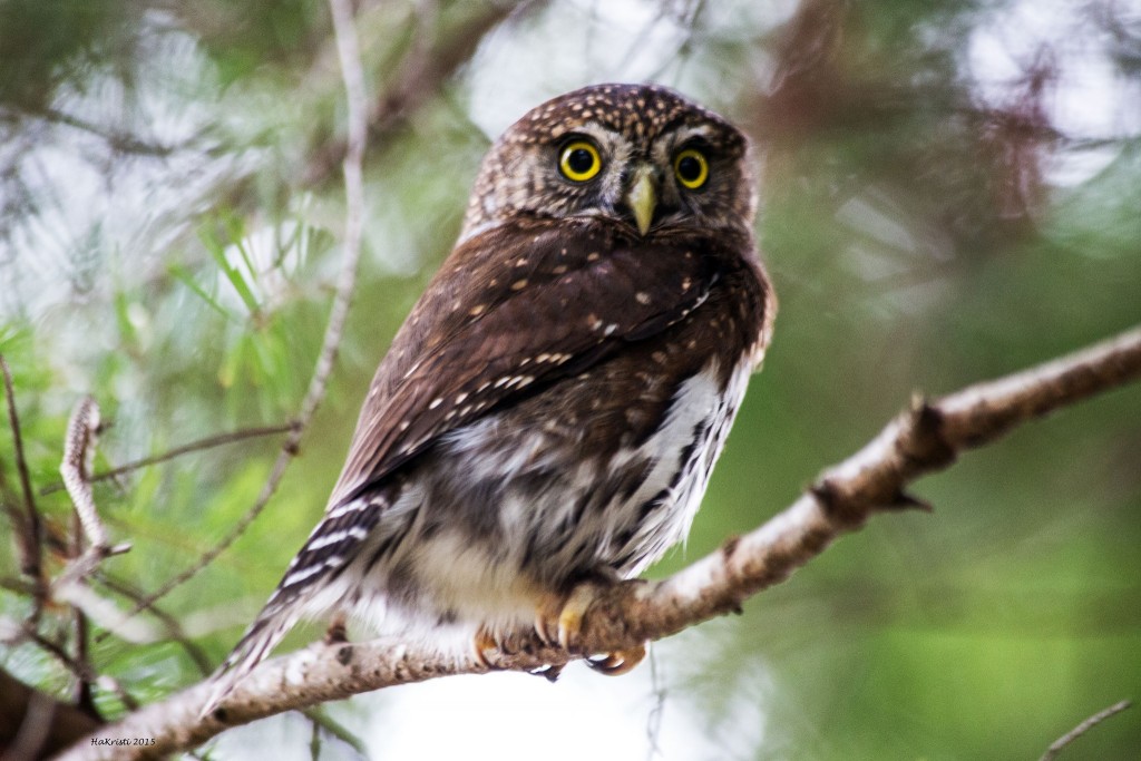 pigmy-owl-released