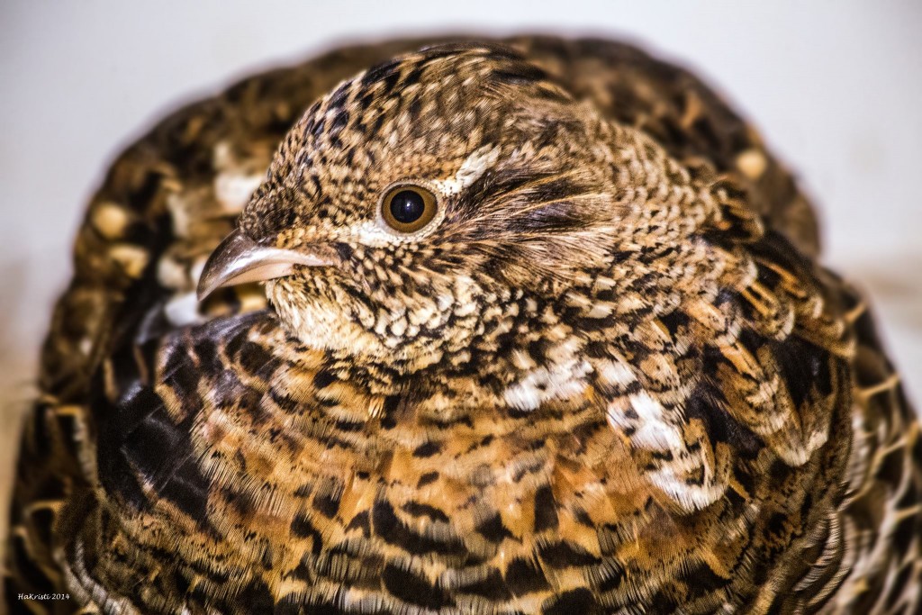 Ruffed Grouse in Care