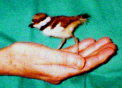 Nestling Killdeer Found in Sargent Bay