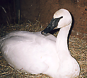 Trumpeter Swan with Lead Poisoning