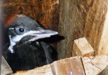 Woodpecker Nest in Fallen Tree