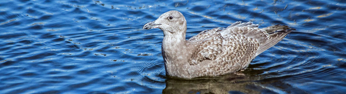 Gibsons Wildlife Rehabilitation Centre